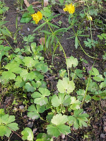 Ranunculus auricomus specB ? \ Gold-Hahnenfu / Goldilocks, D Thüringen Weimar, Neuer Friedhof 6.5.2013