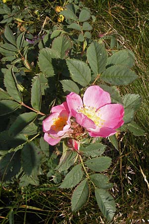 Rosa corymbifera \ Hecken-Rose, D Rhön, Milseburg 6.7.2013