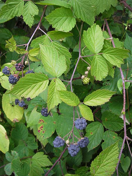 Rubus caesius \ Kratzbeere, D Odenwald, Nieder-Liebersbach 28.8.2013