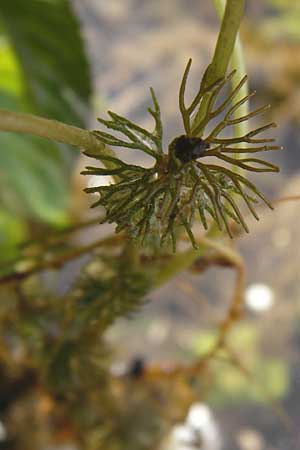 Ranunculus circinatus ? \ Spreizender Wasser-Hahnenfu / Fan-Leaved Water Crowfoot, D Gimbsheim 23.6.2014