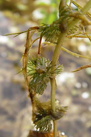 Ranunculus circinatus ? \ Spreizender Wasser-Hahnenfu, D Gimbsheim 23.6.2014