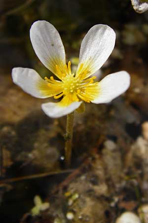 Ranunculus circinatus ? \ Spreizender Wasser-Hahnenfu / Fan-Leaved Water Crowfoot, D Gimbsheim 23.6.2014