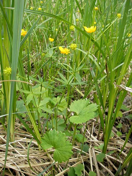 Ranunculus danubius \ Donau-Gold-Hahnenfu, D Günzburg 8.5.2010