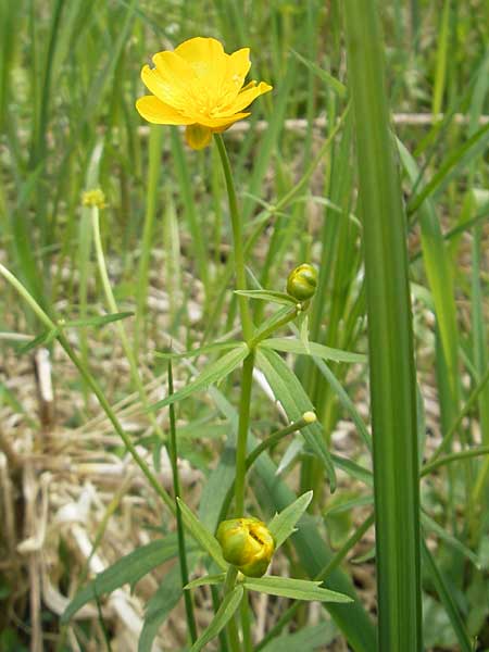 Ranunculus danubius \ Donau-Gold-Hahnenfu / Danube Goldilocks, D Günzburg 8.5.2010