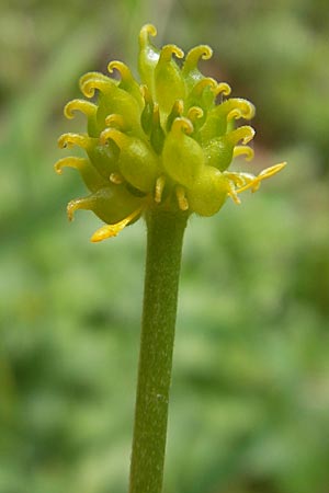 Ranunculus danubius \ Donau-Gold-Hahnenfu, D Günzburg 8.5.2010