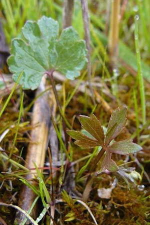 Ranunculus doerrii \ Drrs Hahnenfu, D Perchting 3.5.2014