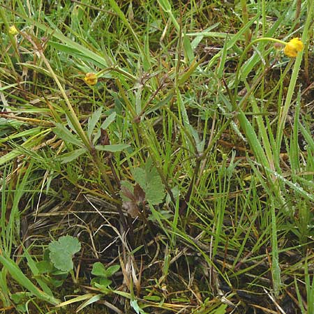 Ranunculus doerrii \ Drrs Hahnenfu / Doerr's Goldilocks, D Perchting 3.5.2014