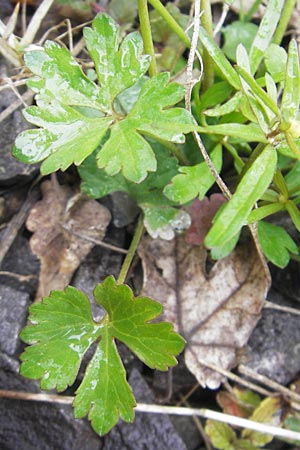 Ranunculus excisus / Excised Goldilocks, D Donnersberg 26.4.2012