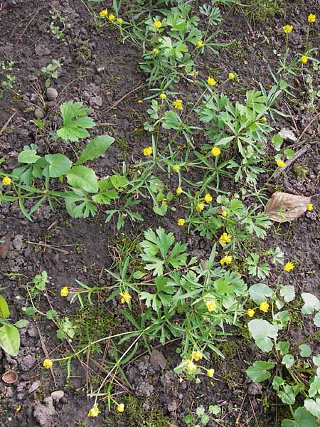 Ranunculus hirsutulus \ Flaum-Gold-Hahnenfu / Fluffy Goldilocks, D Thüringen Weimar, Neuer Friedhof 6.5.2013