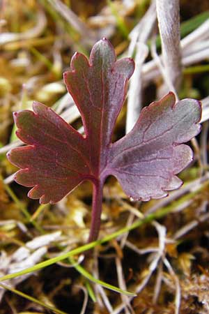 Ranunculus doerrii \ Drrs Hahnenfu, D Perchting 31.3.2014