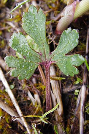 Ranunculus doerrii \ Drrs Hahnenfu, D Perchting 3.5.2014