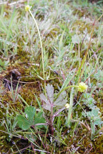Ranunculus doerrii \ Drrs Hahnenfu / Doerr's Goldilocks, D Perchting 3.5.2014
