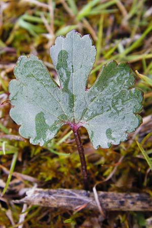 Ranunculus doerrii \ Drrs Hahnenfu, D Perchting 3.5.2014