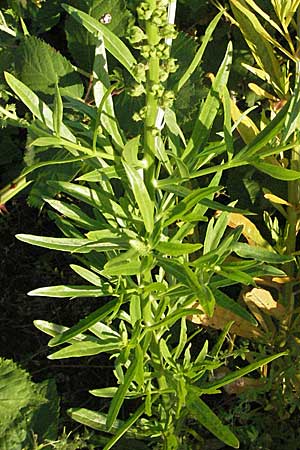 Reseda luteola \ Frber-Resede, Gelber Wau / Weld, D Ladenburg 21.6.2006