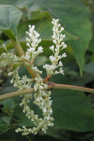 Fallopia x bohemica, Hybrid Knodweed