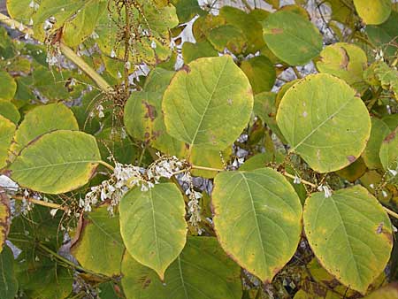 Fallopia japonica \ Japanischer Stauden-Knterich / Japanese Knodweed, D Mannheim 8.11.2008