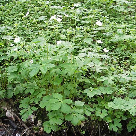 Ranunculus aconitifolius \ Eisenhutblttriger Hahnenfu / Aconite-Leaved Buttercup, D Erkheim 8.5.2010