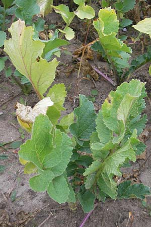 Raphanus sativus \ Rettich / Radish, D Reilingen 6.10.2011