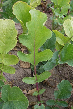 Raphanus sativus \ Rettich / Radish, D Reilingen 6.10.2011