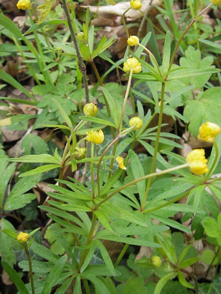 Ranunculus excisus \ Ausgeschnittener Gold-Hahnenfu, D Donnersberg 26.4.2012