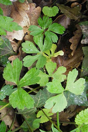 Ranunculus excisus / Excised Goldilocks, D Donnersberg 26.4.2012