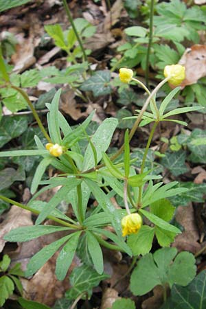 Ranunculus excisus / Excised Goldilocks, D Donnersberg 26.4.2012