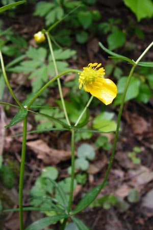 Ranunculus excisus \ Ausgeschnittener Gold-Hahnenfu, D Klotten 12.4.2014