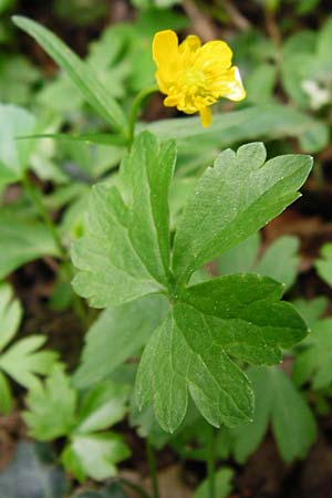 Ranunculus excisus / Excised Goldilocks, D Klotten 12.4.2014