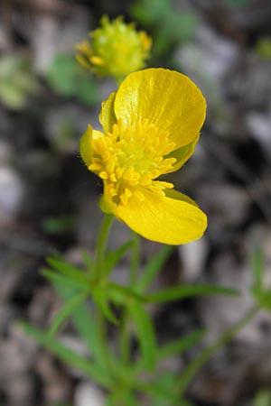 Ranunculus franconicus \ Frnkischer Gold-Hahnenfu / Franconian Goldilocks, D Schonungen-Hausen 5.5.2013