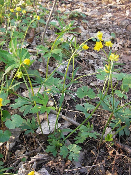 Ranunculus opimus \ Stattlicher Gold-Hahnenfu, Feister Gold-Hahnenfu / Portly Goldilocks, D Thüringen, Weimar 5.5.2013