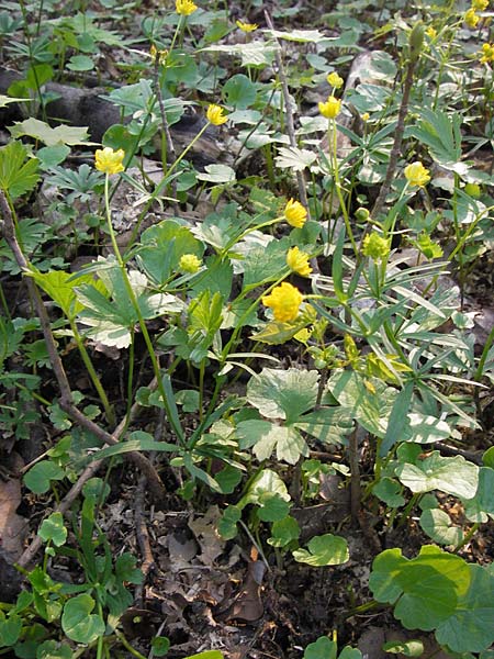 Ranunculus opimus \ Stattlicher Gold-Hahnenfu, Feister Gold-Hahnenfu / Portly Goldilocks, D Thüringen, Weimar 5.5.2013