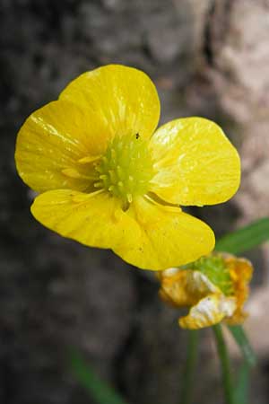 Ranunculus aemulans \ Nachahmender Gold-Hahnenfu, D Thüringen Weimar, Neuer Friedhof 6.5.2013