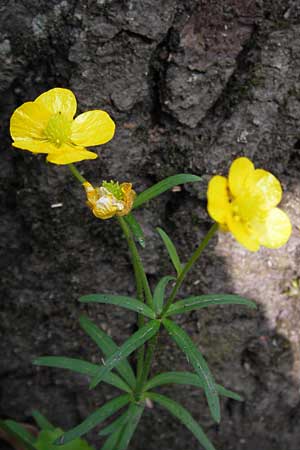 Ranunculus aemulans \ Nachahmender Gold-Hahnenfu, D Thüringen Weimar, Neuer Friedhof 6.5.2013