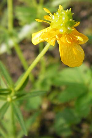 Ranunculus aemulans \ Nachahmender Gold-Hahnenfu / Imitating Goldilocks, D Thüringen Weimar, Neuer Friedhof 6.5.2013