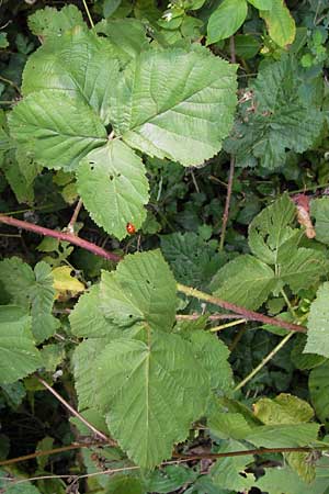 Rubus franconicus \ Frnkische Haselblatt-Brombeere / Franconian Bramble, D Odenwald, Nieder-Liebersbach 28.8.2013