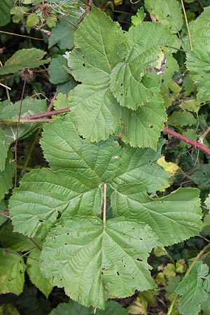 Rubus franconicus \ Fränkische Haselblatt-Brombeere, D Odenwald, Nieder-Liebersbach 28.8.2013