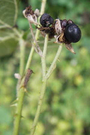Rubus franconicus \ Fränkische Haselblatt-Brombeere, D Odenwald, Nieder-Liebersbach 28.8.2013