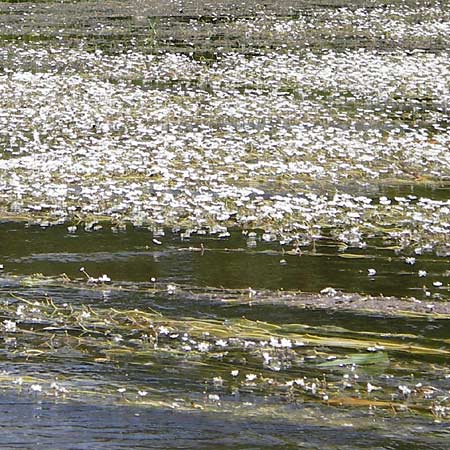 Ranunculus fluitans \ Flutender Hahnenfuß / River Water Crowfoot, D Kinding 16.6.2014