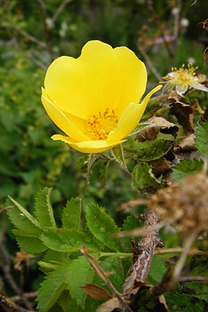 Rosa foetida \ Gelbe Rose / Austrian Briar, D Eichstätt 17.6.2014