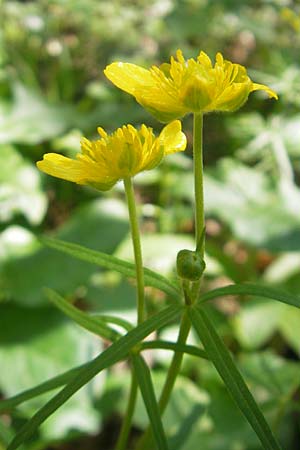 Ranunculus gratiosus \ Geflliger Gold-Hahnenfu / Pleasing Goldilocks, D Hambrücken 9.4.2011