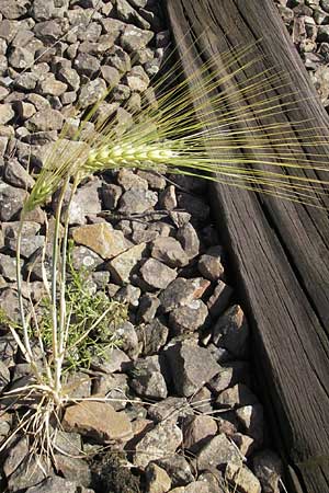 Hordeum vulgare \ Brau-Gerste, Mehrzeilige Gerste / Six-Rowed Barley, D Mannheim 15.5.2011