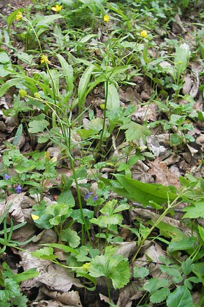 Ranunculus gratiosus / Pleasing Goldilocks, D Ketsch 25.4.2012