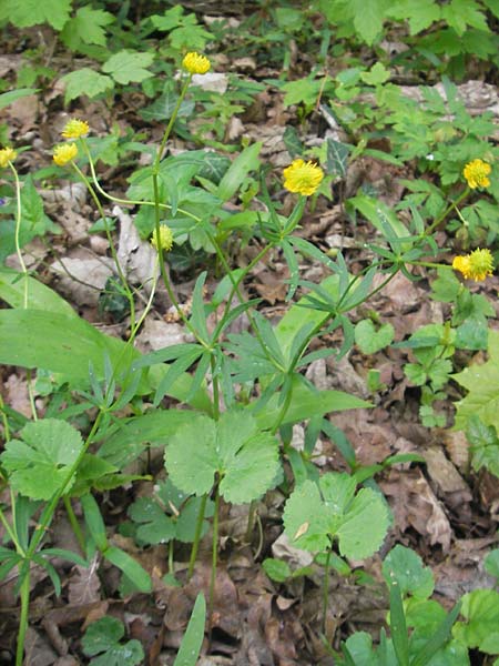 Ranunculus gratiosus / Pleasing Goldilocks, D Ketsch 25.4.2012