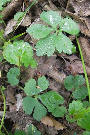 Ranunculus gratiosus / Pleasing Goldilocks, D Ketsch 25.4.2012