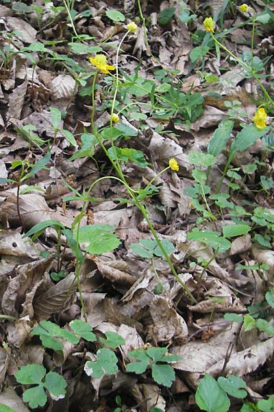 Ranunculus gratiosus \ Geflliger Gold-Hahnenfu / Pleasing Goldilocks, D Ketsch 25.4.2012