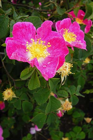 Rosa gallica \ Essig-Rose, Französische Rose, D Eichstätt 17.6.2014