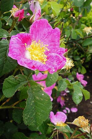 Rosa gallica \ Essig-Rose, Franzsische Rose / French Rose, Apothecary's Rose, D Eichstätt 17.6.2014