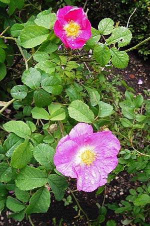 Rosa gallica \ Essig-Rose, Franzsische Rose / French Rose, Apothecary's Rose, D Eichstätt 17.6.2014