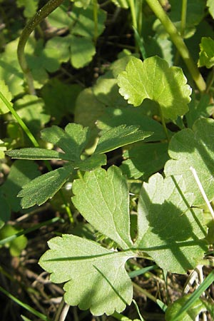 Ranunculus gratiosus / Pleasing Goldilocks, D Bruchsal-Heidelsheim 9.4.2011