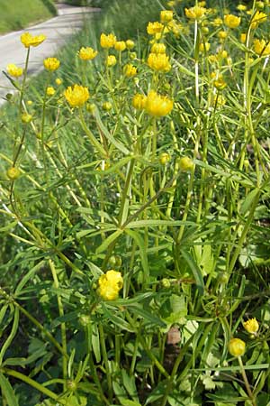 Ranunculus gratiosus / Pleasing Goldilocks, D Bruchsal-Heidelsheim 9.4.2011